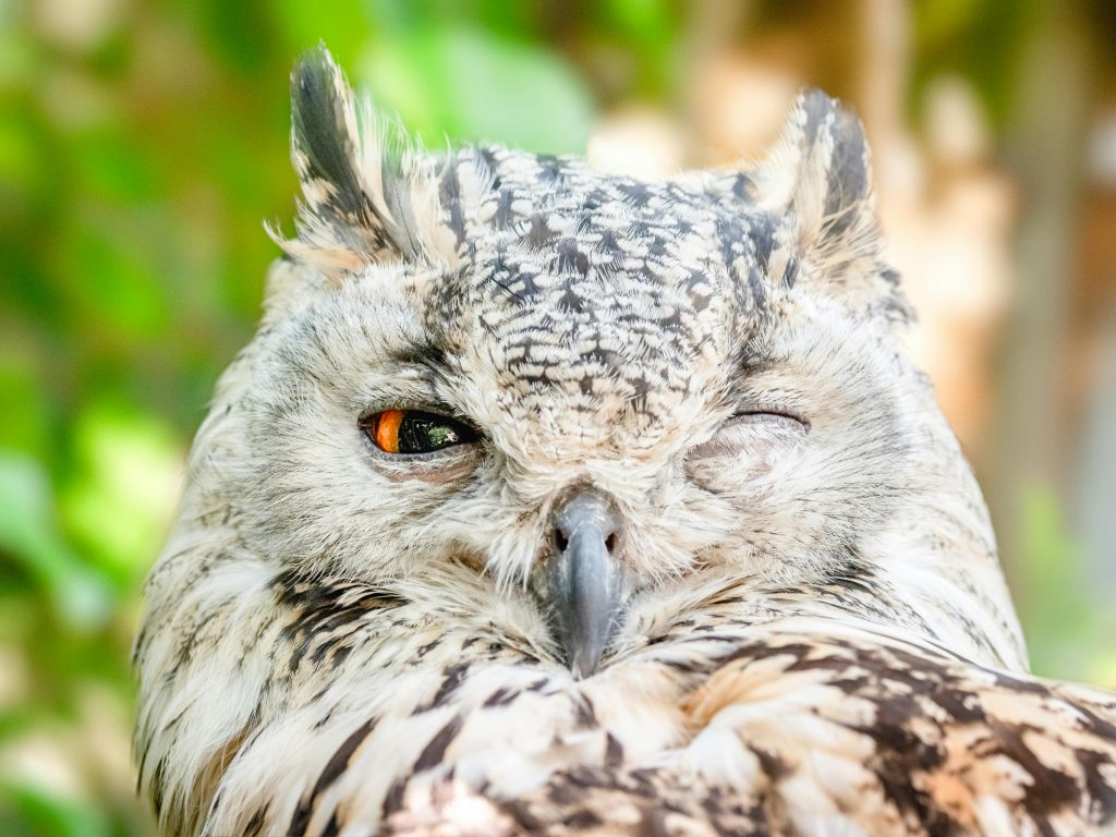 Detailed close-up of a Eurasian Eagle Owl winking, showcasing its feathers and vivid eye.