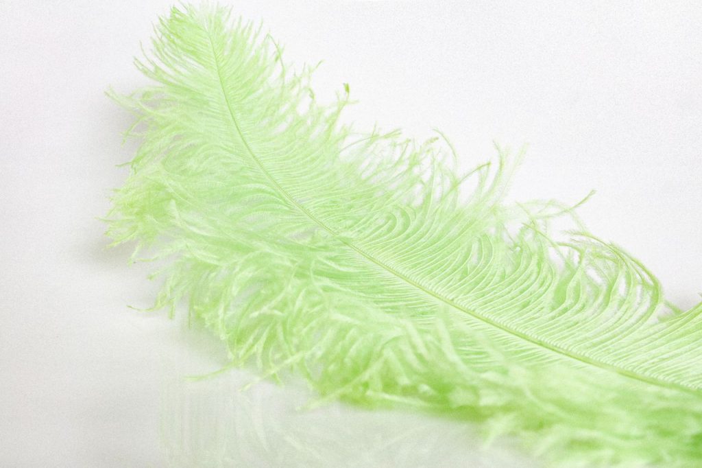 Soft light green feather isolated on white, detailed texture.